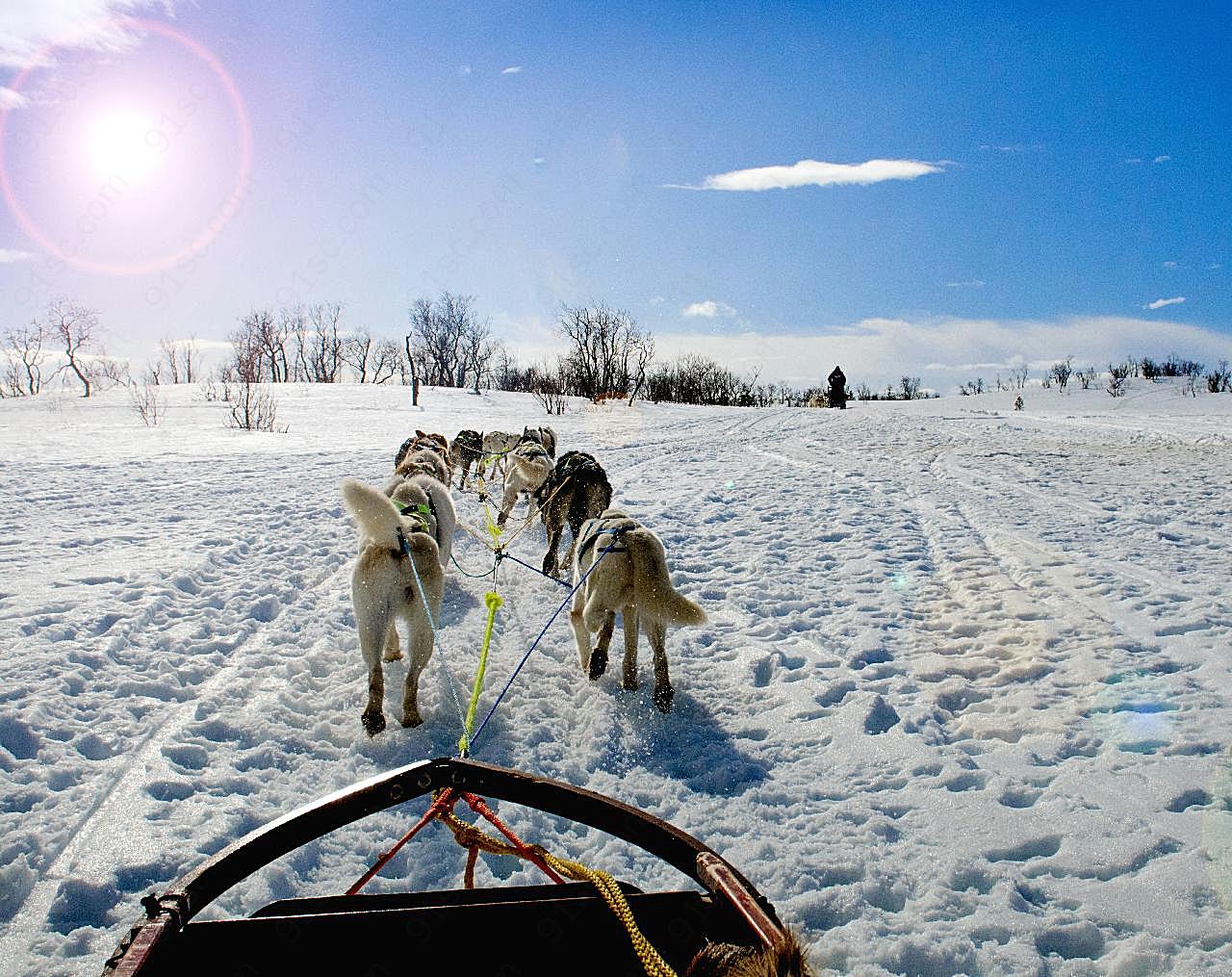 冬季雪橇犬图片摄影高清
