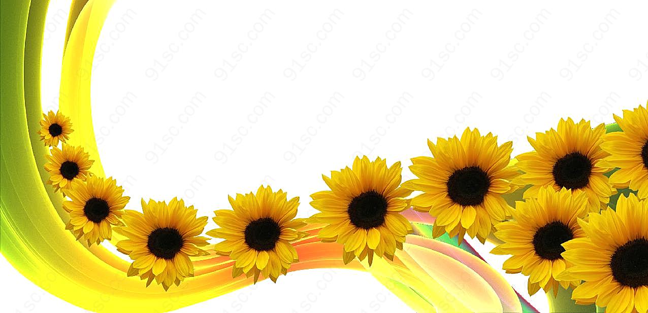 弧线高清图片向日葵
