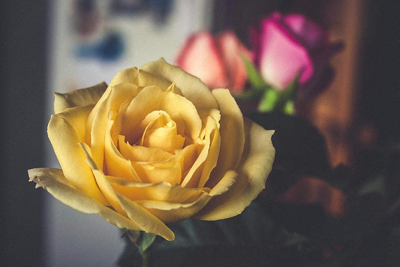 美丽黄玫瑰图片摄影