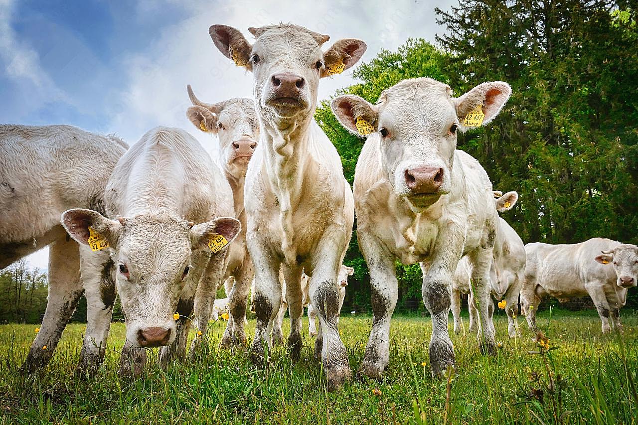 牧场奶牛群图片摄影