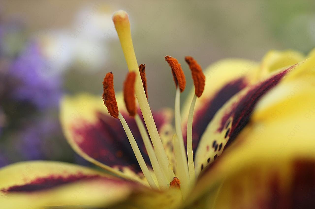 蕊近景特写图片百合花