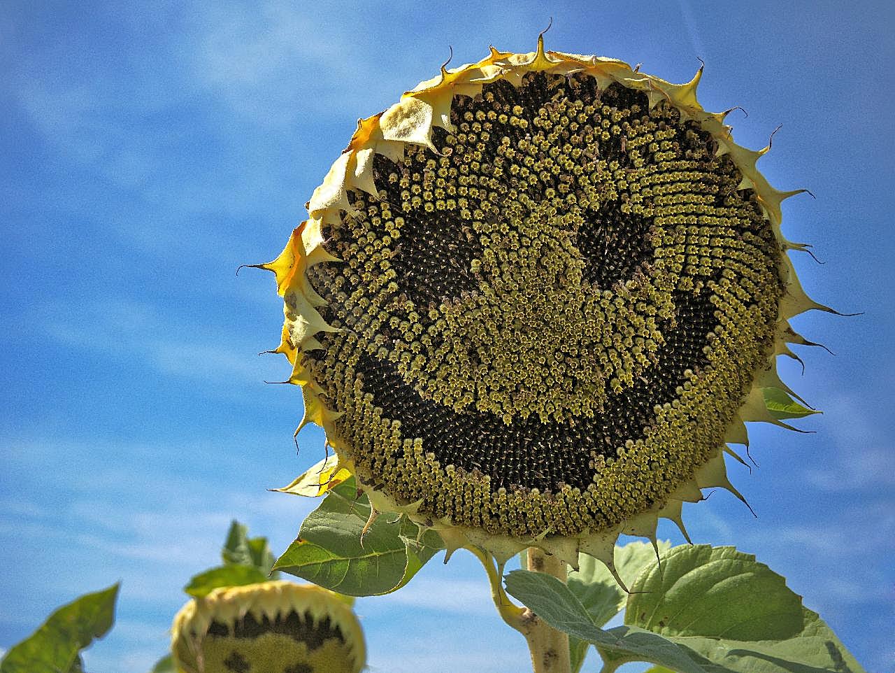 花盘特写图片摄影高清