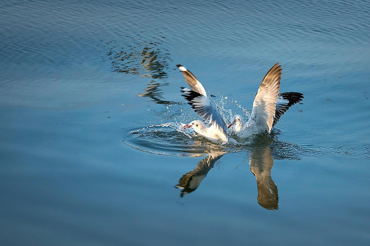 水中嬉戏的海鸥图片摄影