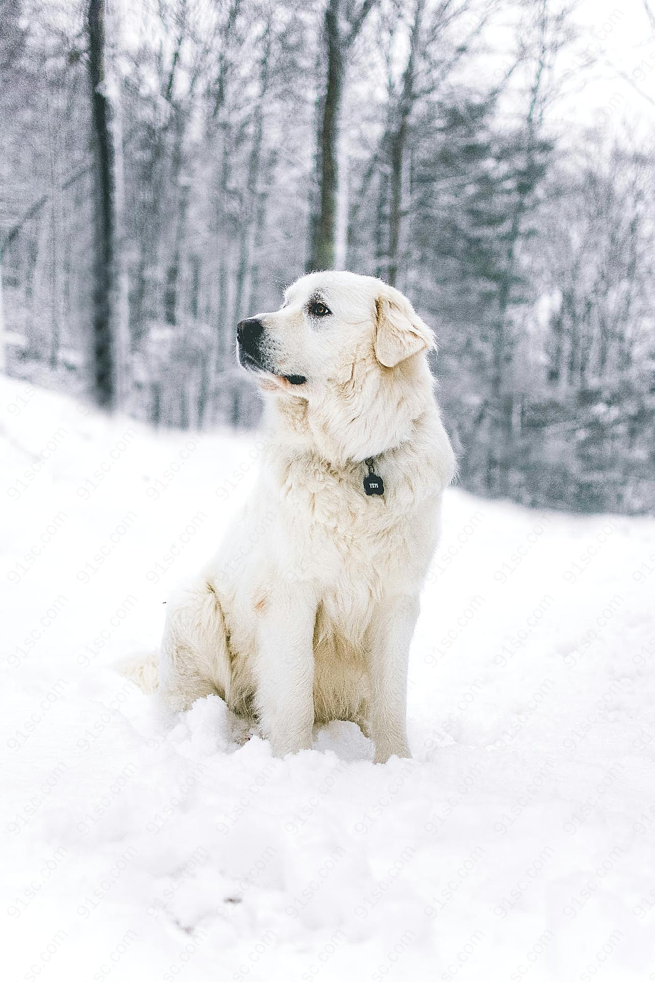 金毛雪景写真图片狗