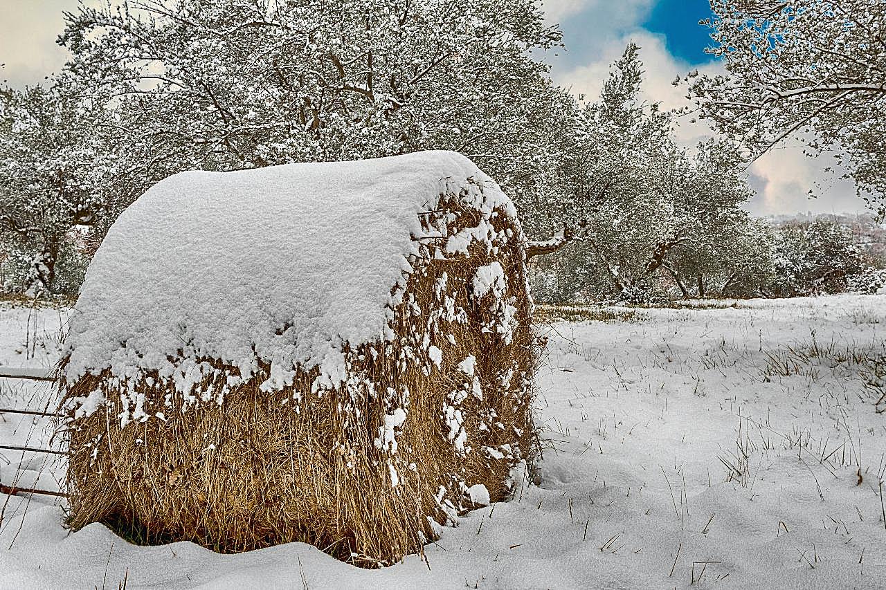 冬天雪地干草垛图片风景景观