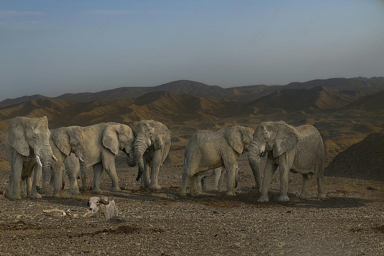 沙漠野生大象群图片高清