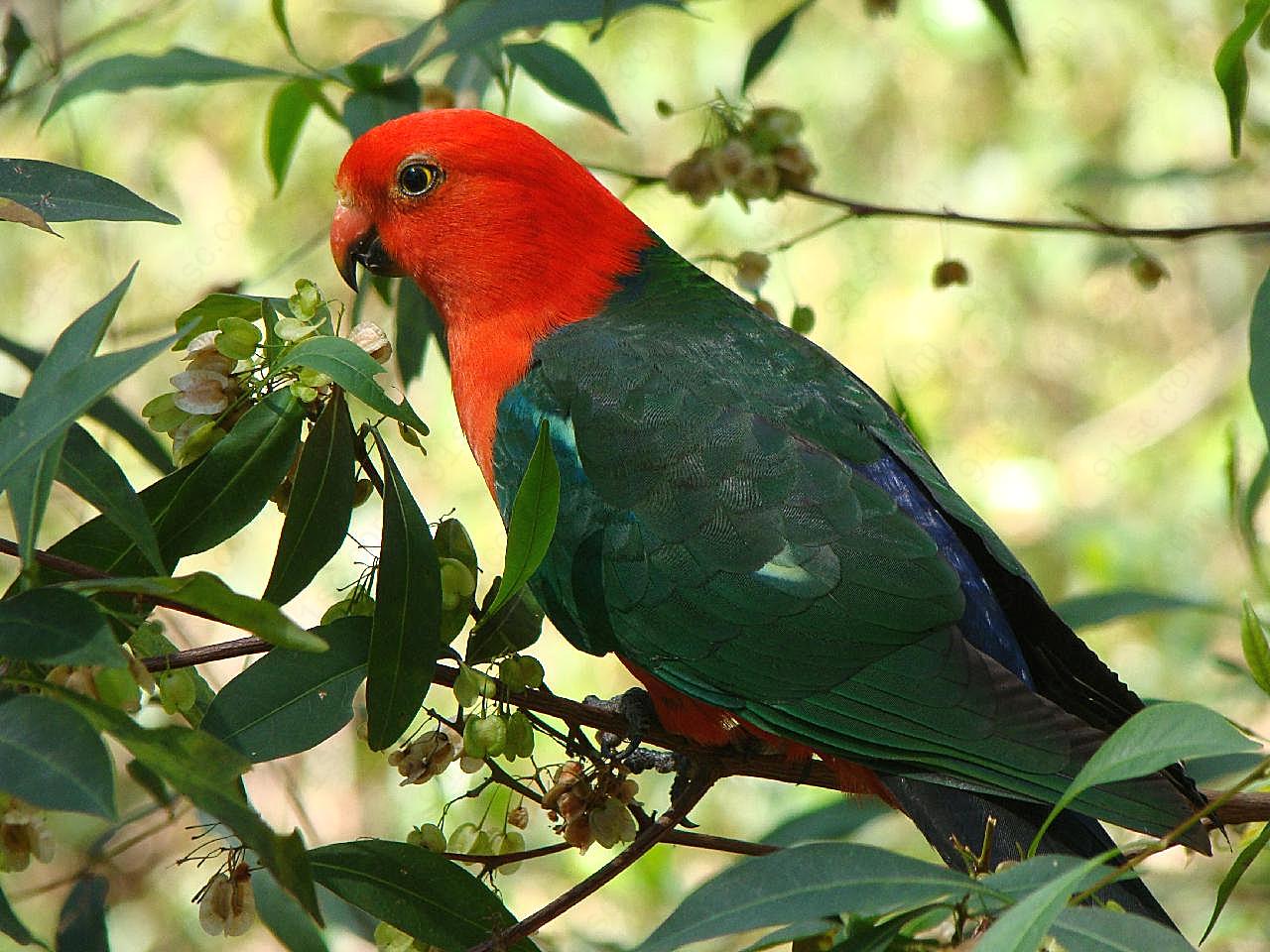 红绿鹦鹉图片飞禽世界
