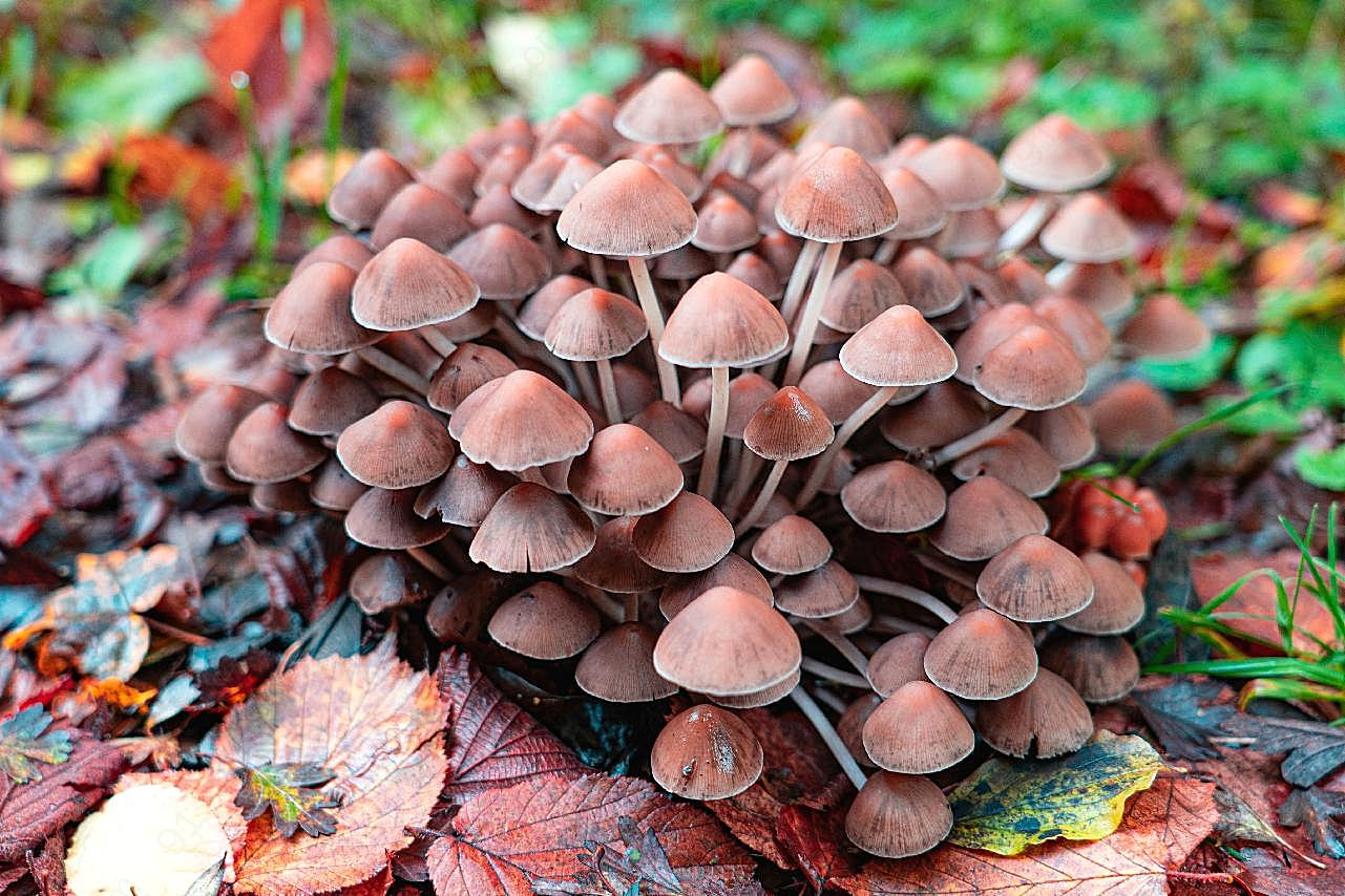 秋季森林小图片蘑菇
