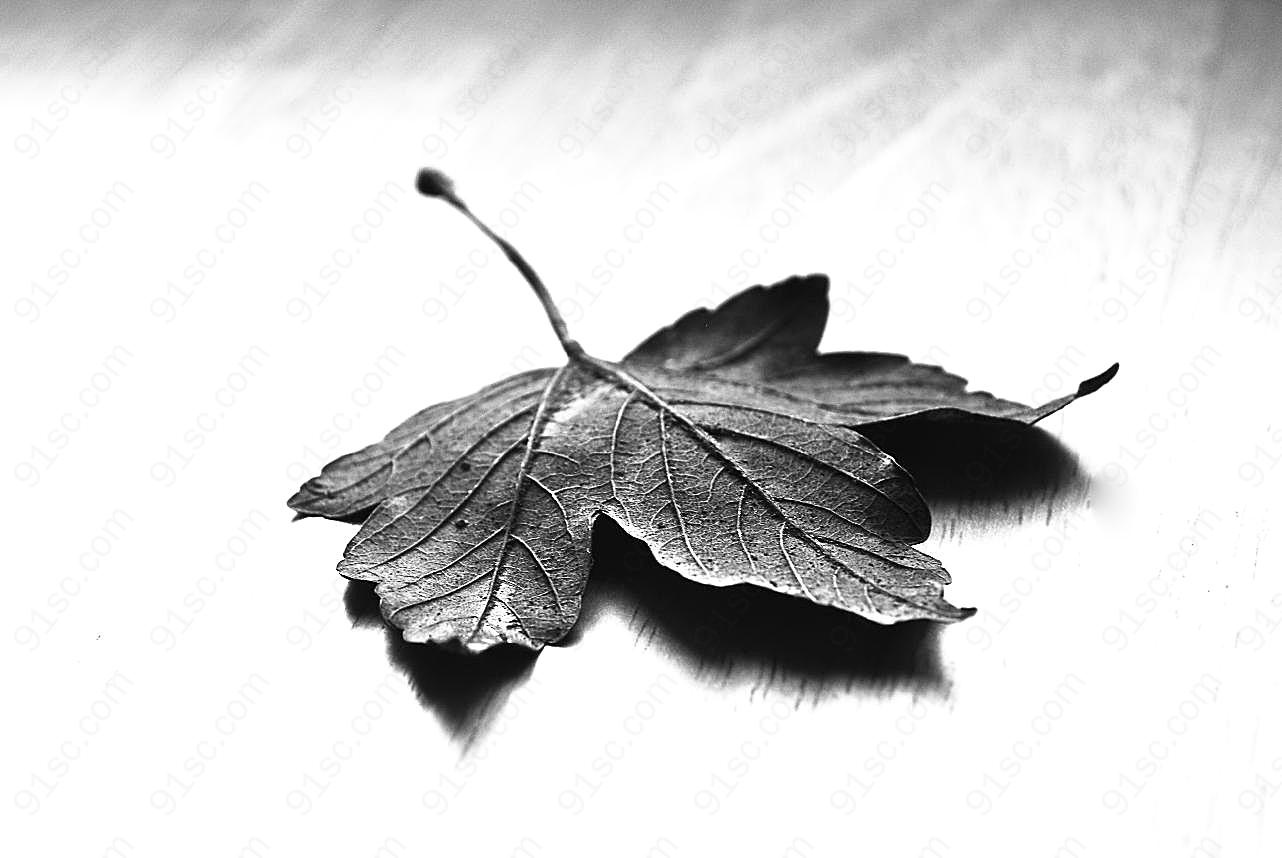黑白图片枫叶