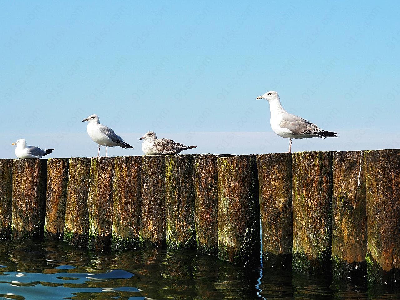 篱笆上休憩的海鸥图片摄影