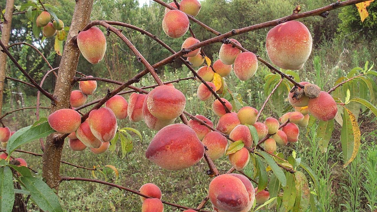 长满桃子的桃树图片水果