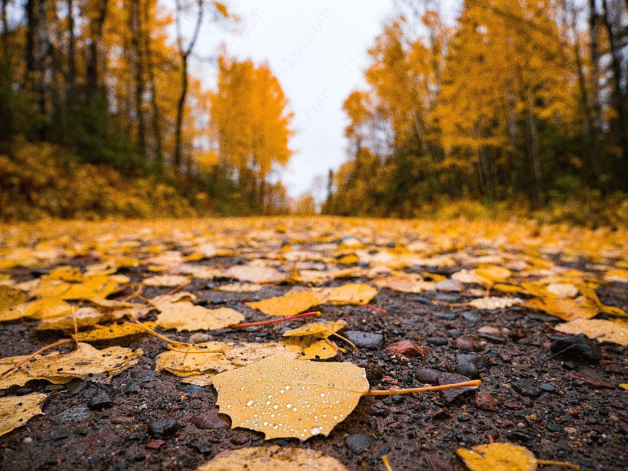 秋天枯黄落叶风景图片摄影