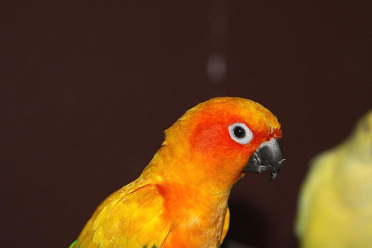 彩色鹦鹉可爱图片飞禽世界