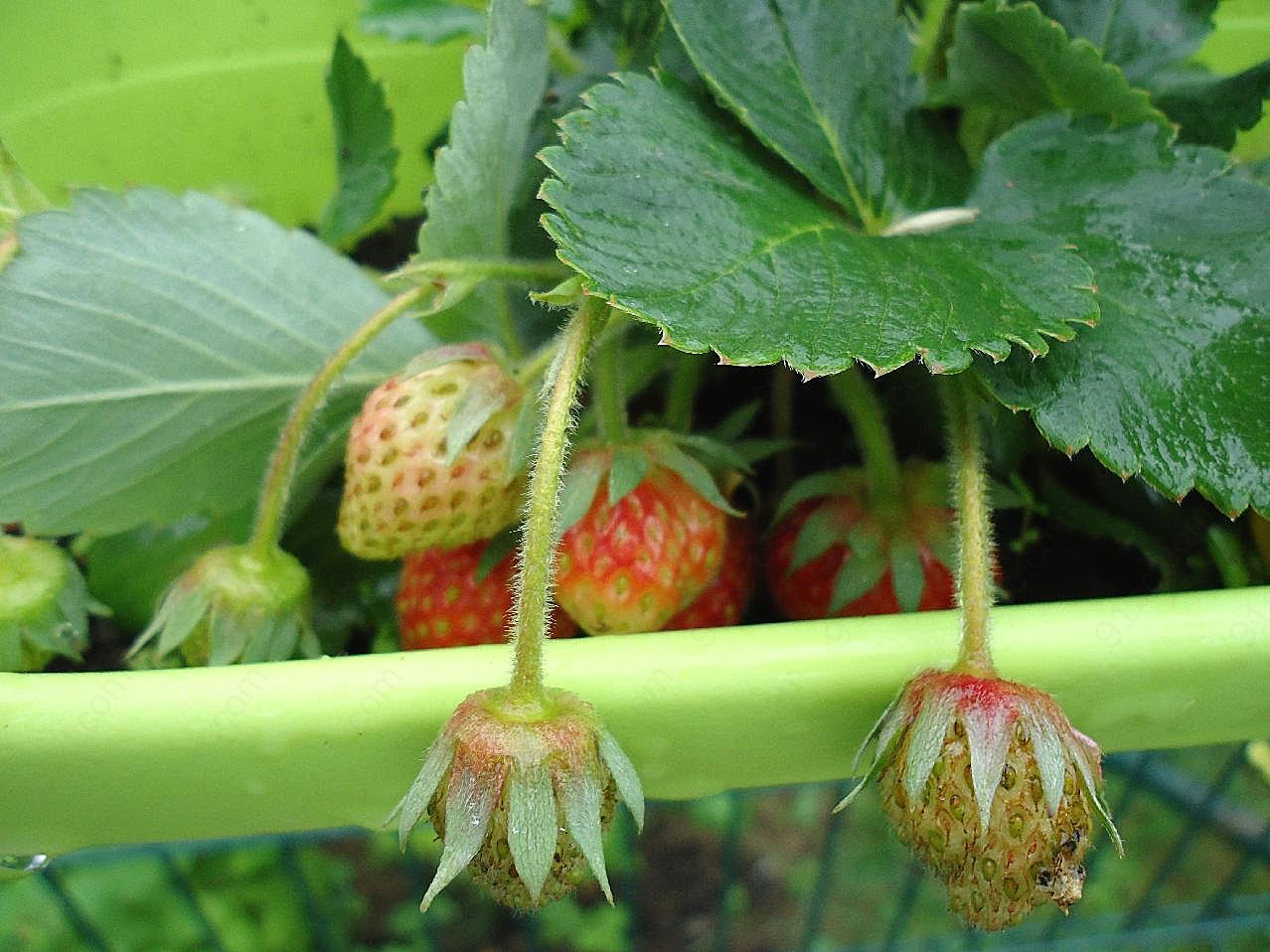 草莓摄影图片水果