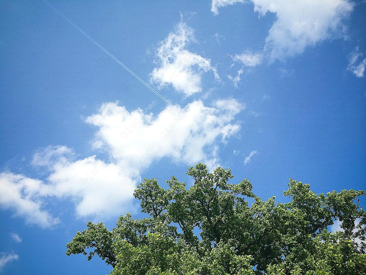 蓝天白云大树图片树林