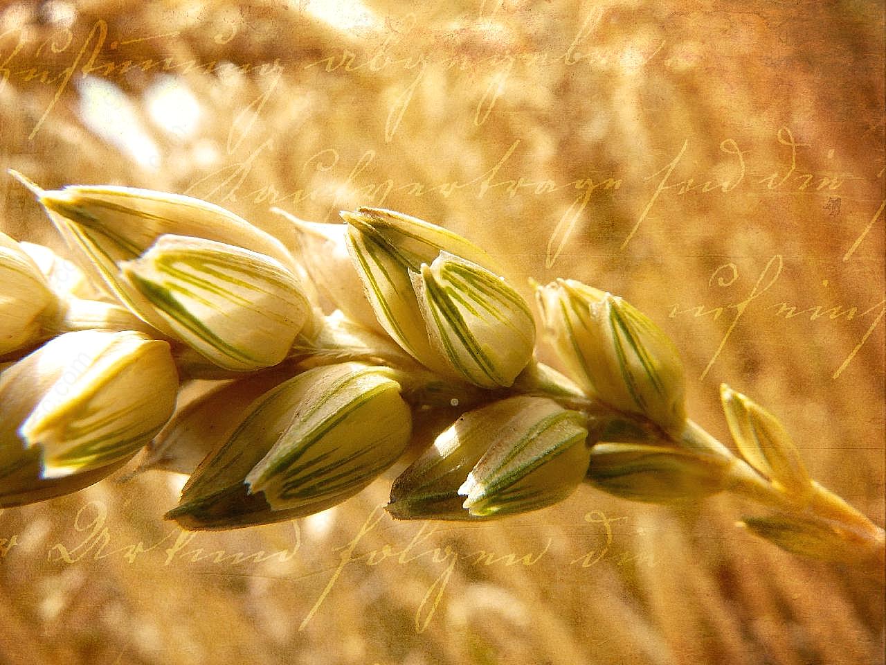 秋天麦穗图片五谷杂粮