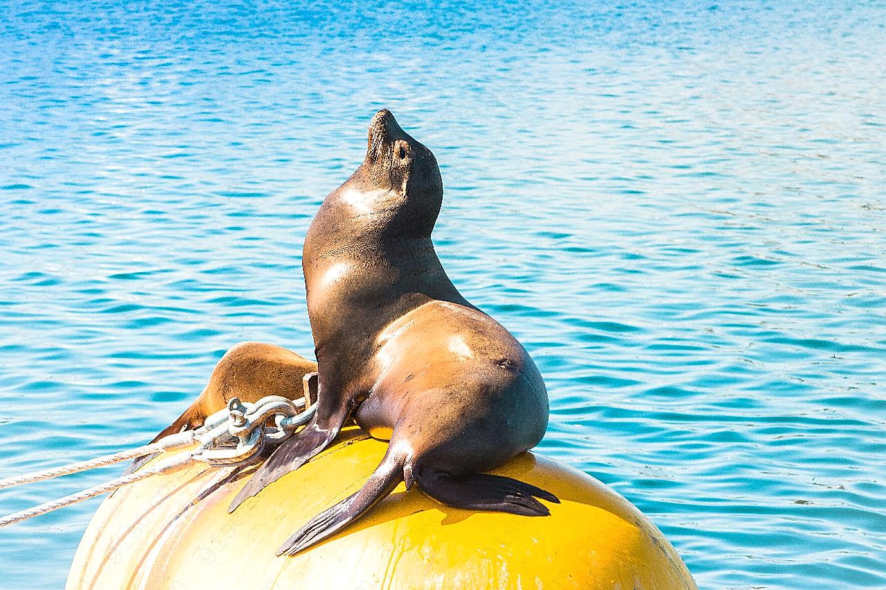 可爱小海狮图片摄影