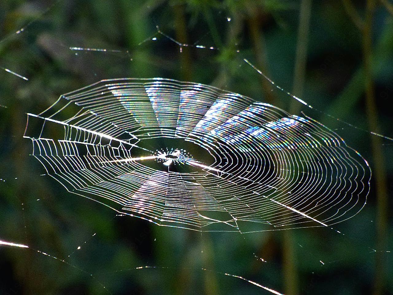 晶莹剔透的蜘蛛网图片摄影高清