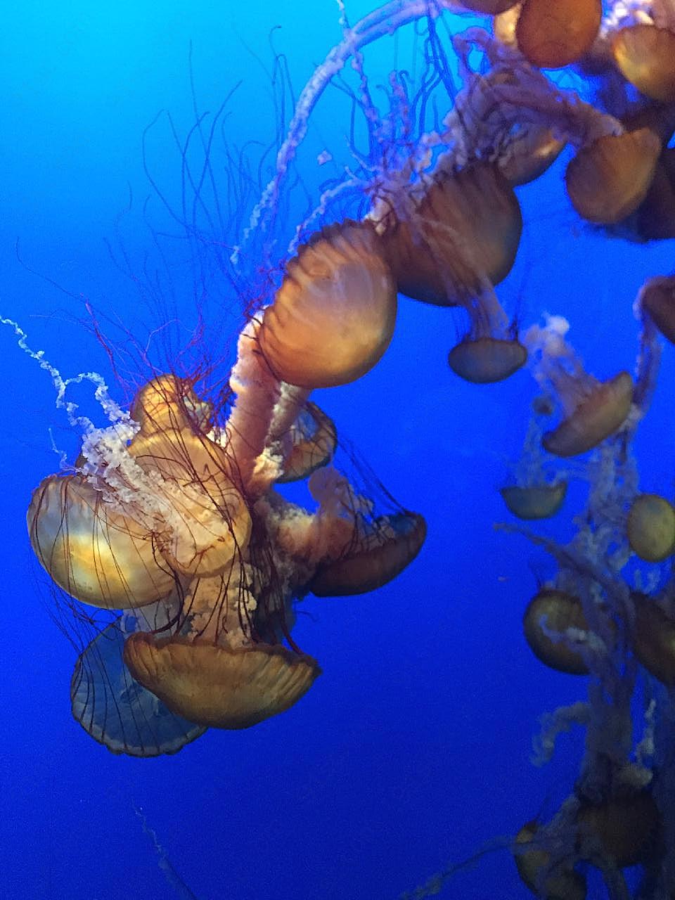 刺胞动物水母图片海洋生物