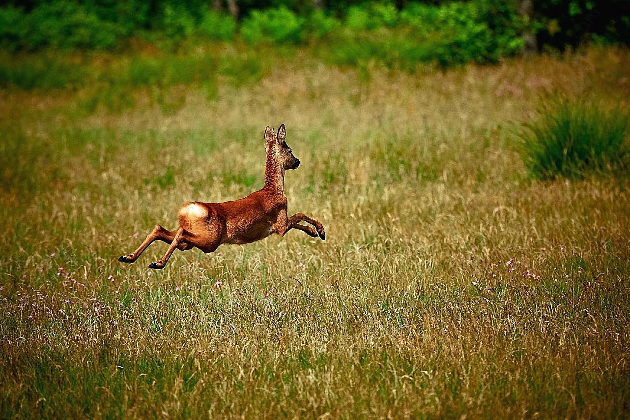 鹿跳跃的图片高清摄影