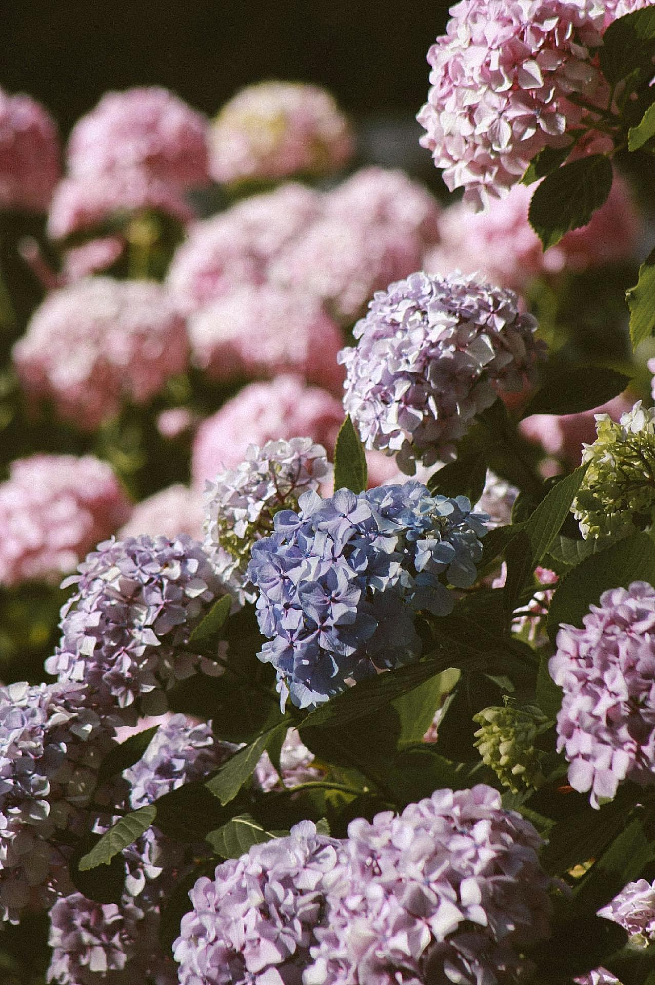 绣球花唯美高清图片摄影