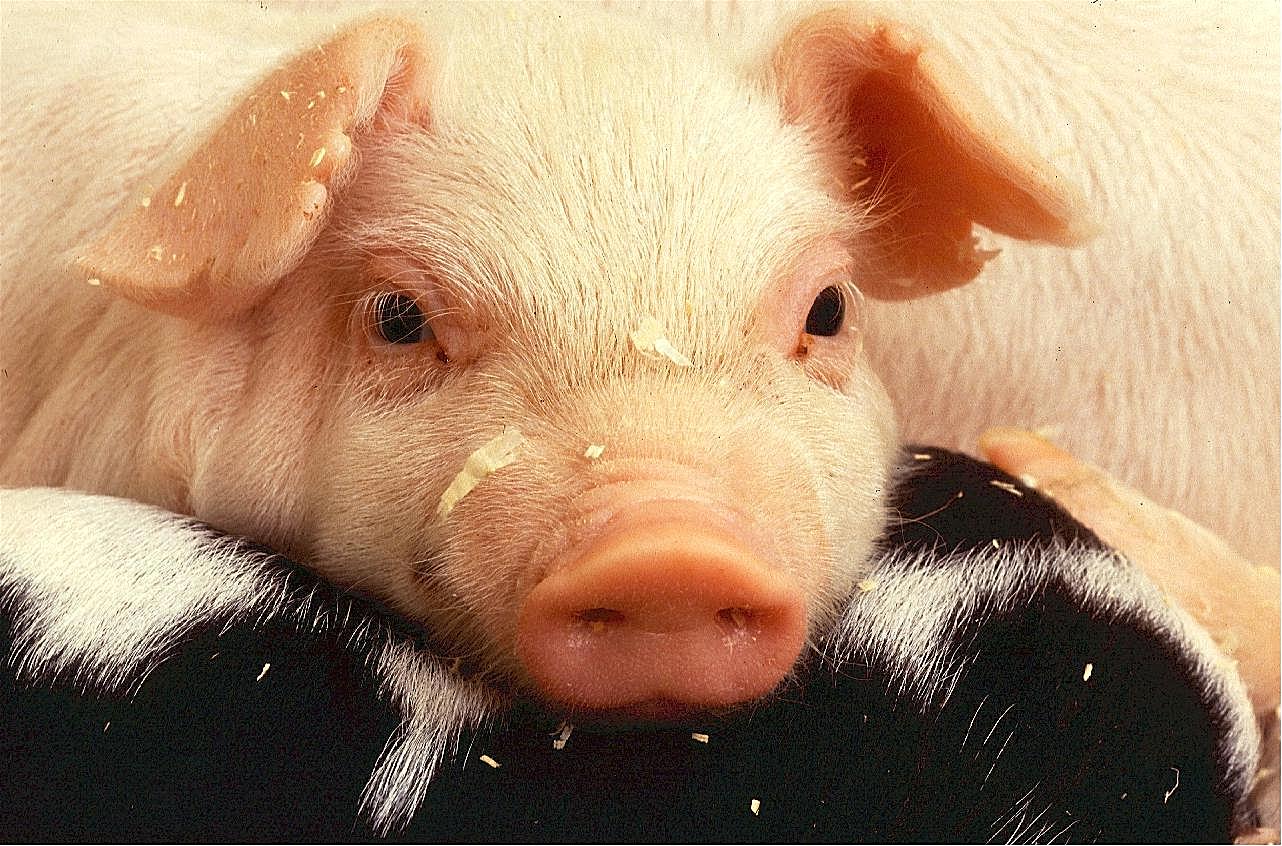 粉红小猪生物世界