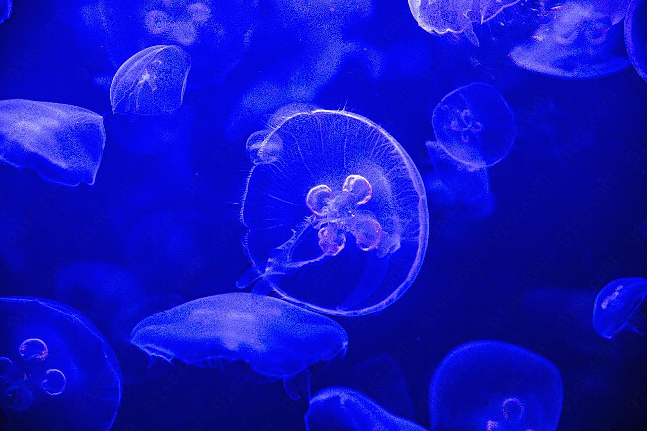 海洋水母图片海洋生物