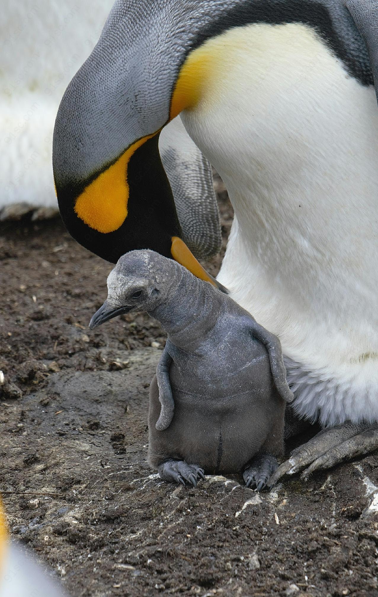 刚出生的小企鹅图片高清摄影