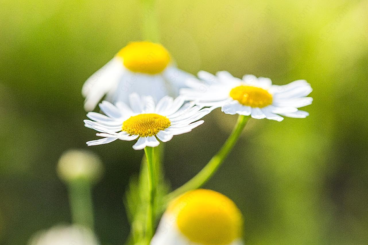 阳光下盛开的小白菊图片菊花