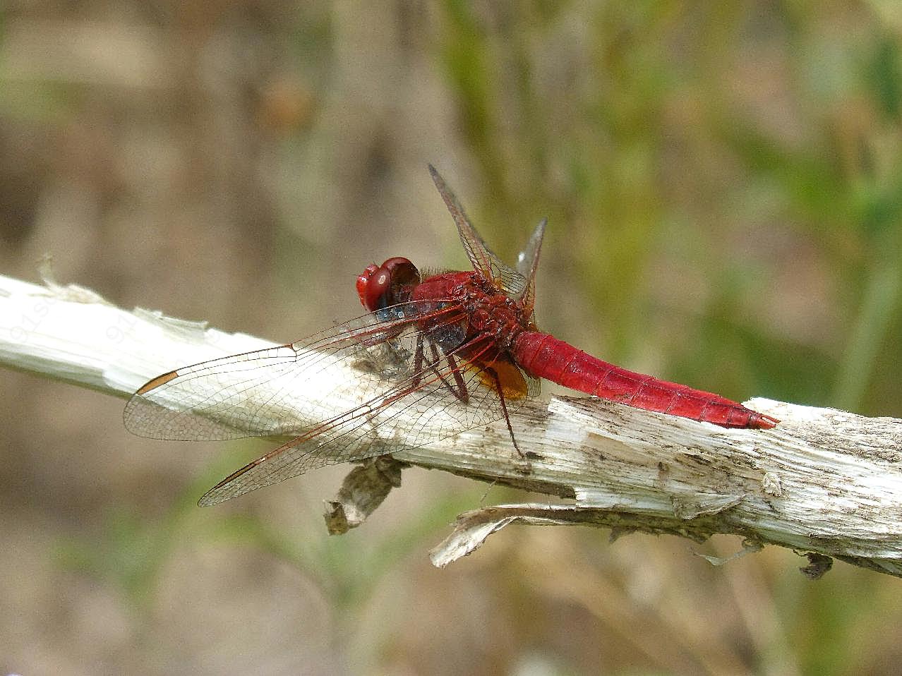 红蜻蜓休息图片昆虫