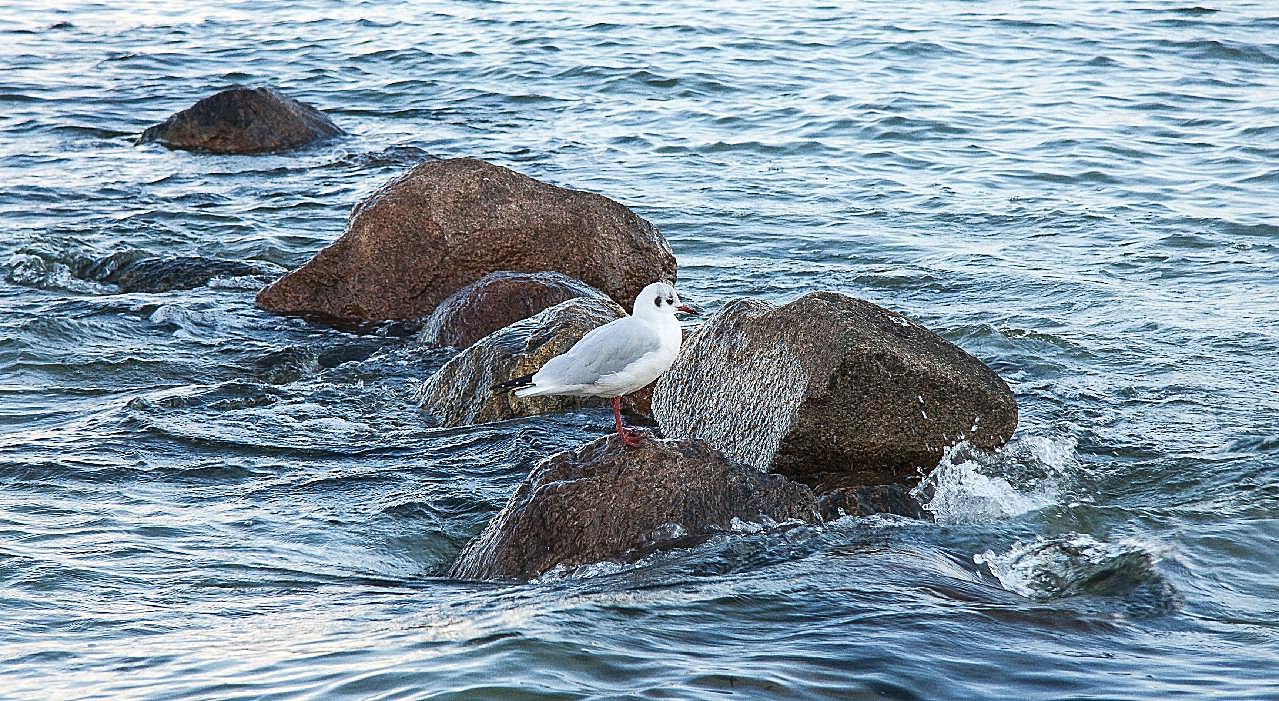 石头上的海鸥图片飞禽世界