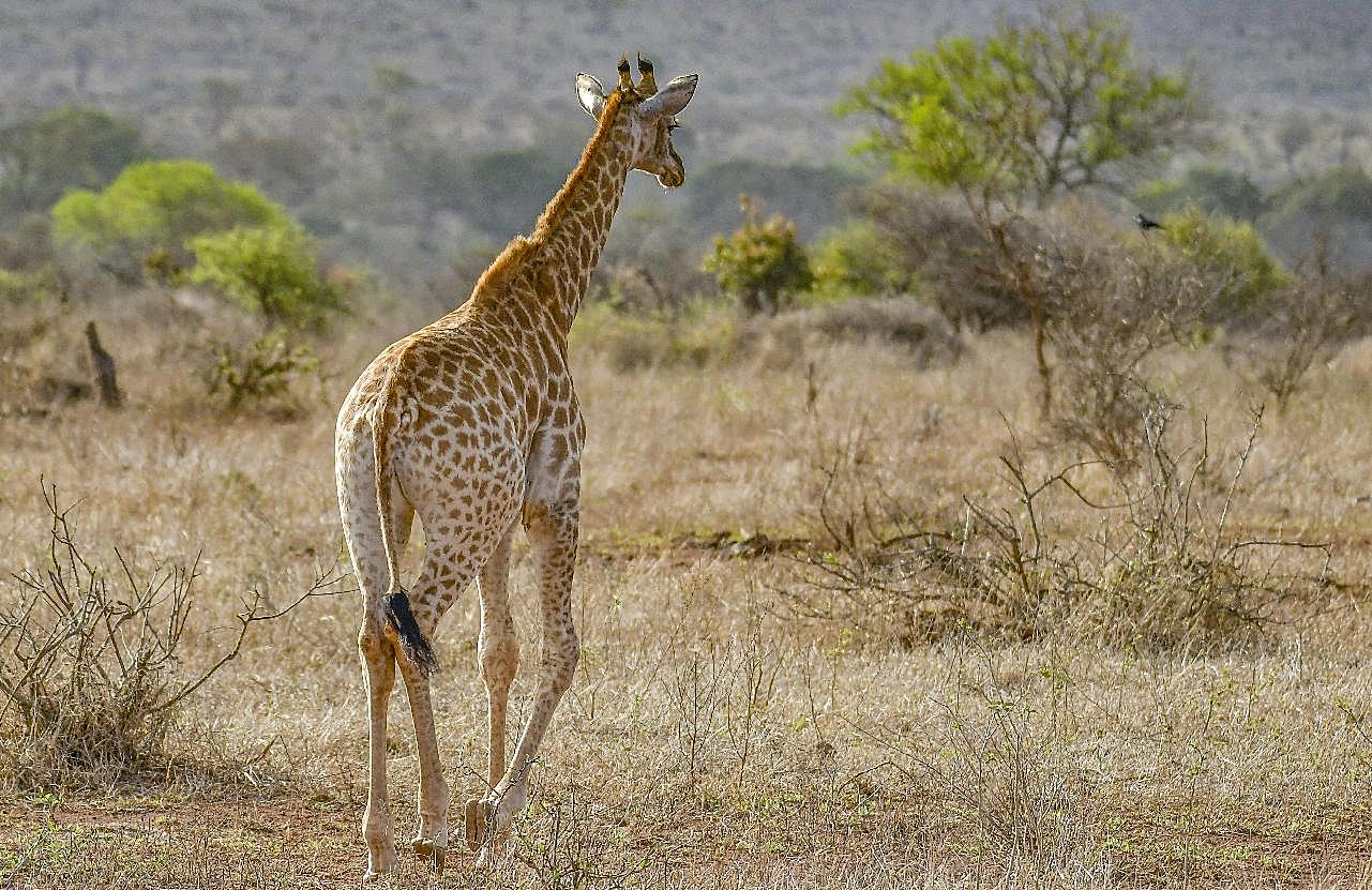 长颈鹿散步图片动物图片