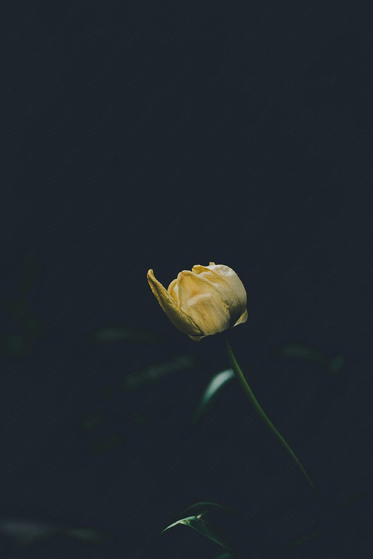 一朵黄玫瑰图片摄影