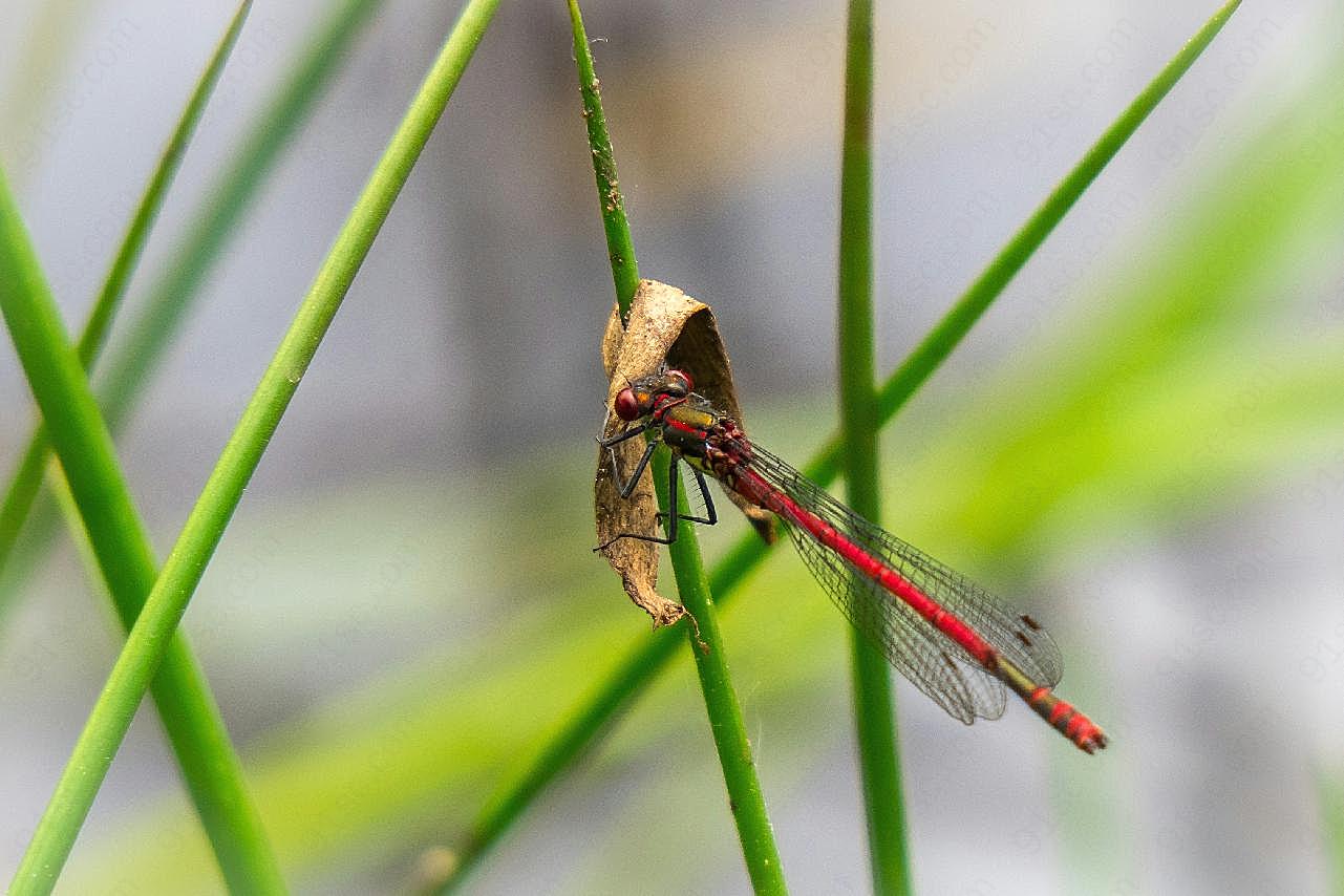 一只小红蜻蜓图片高清生物