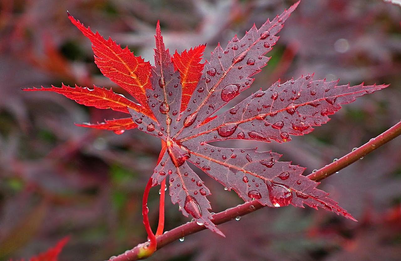 日本红高清图片自然