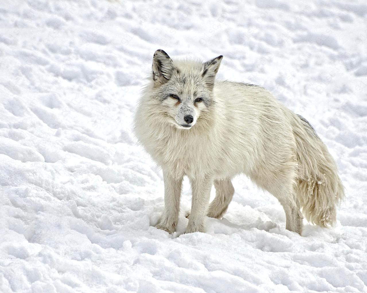 北极狐图片动物图片