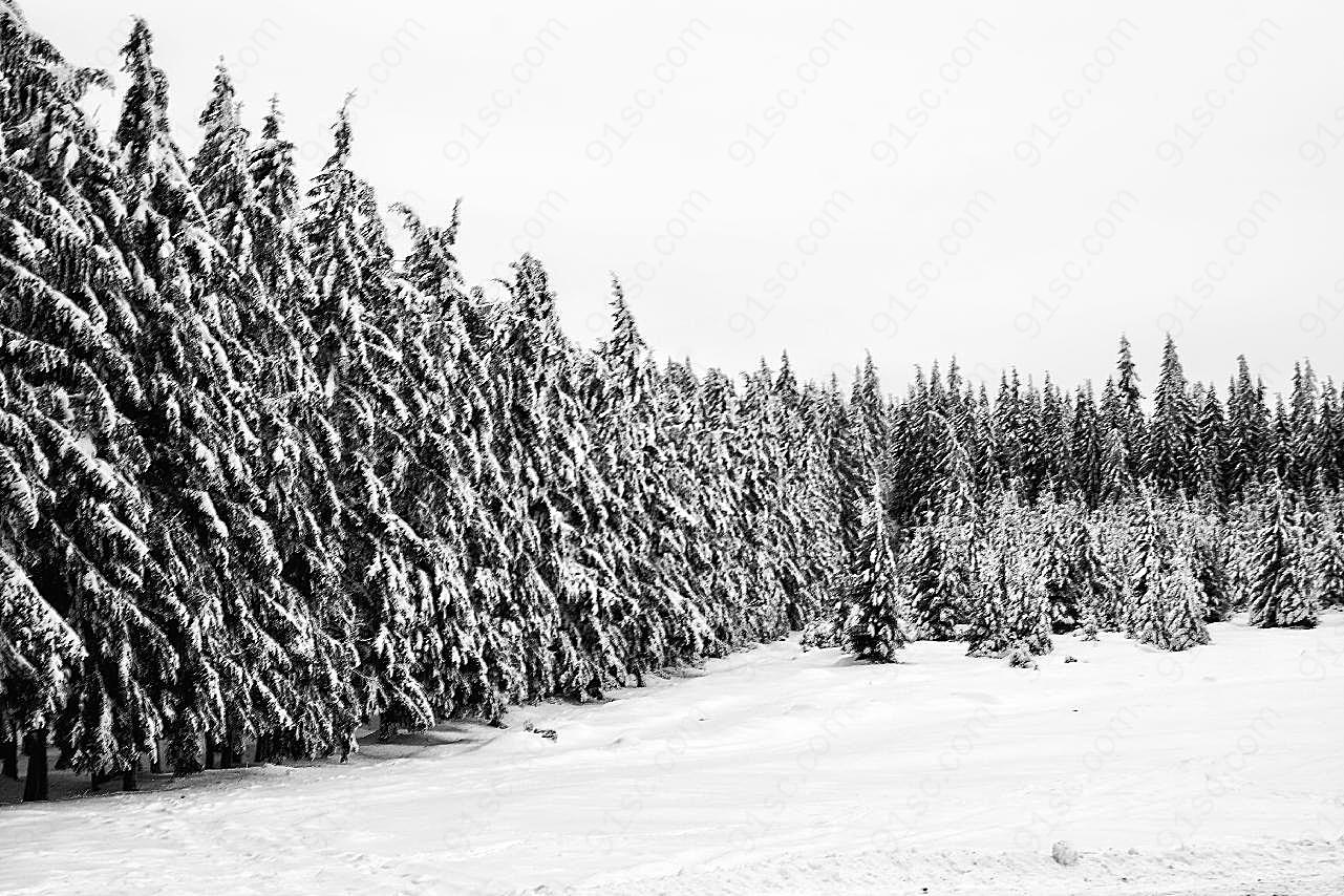 冬天黑白摄影图景观风景