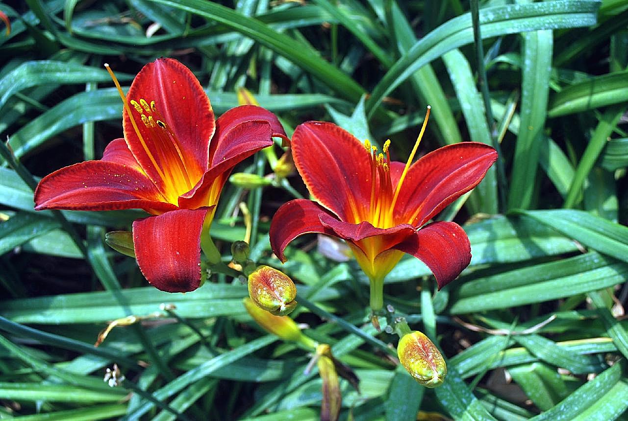 野生图片百合花