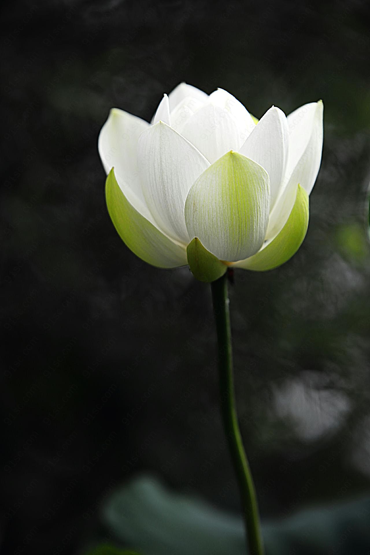 一朵白莲花图片高清