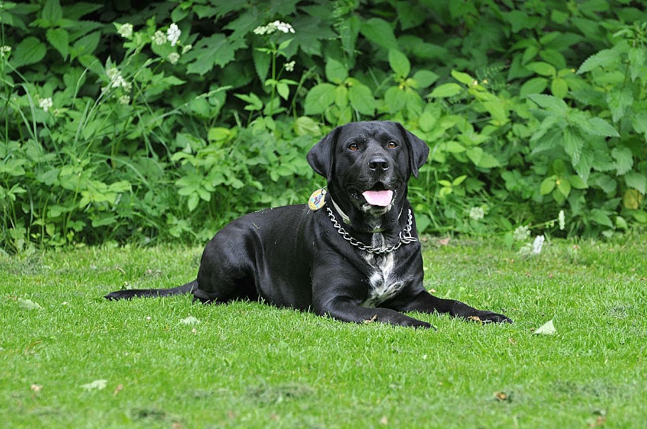 拉布拉多宠物犬图片摄影