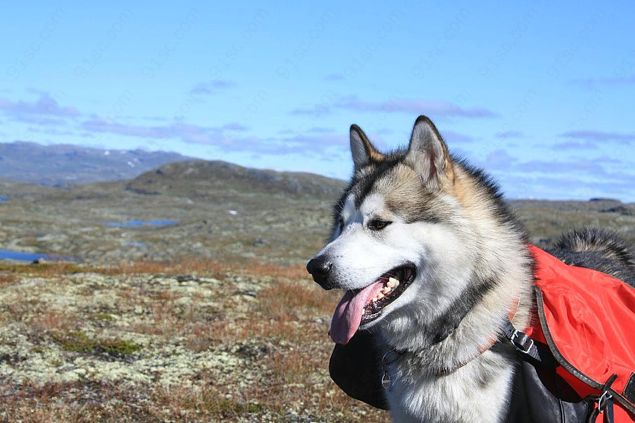 阿拉斯加雪橇犬图片狗