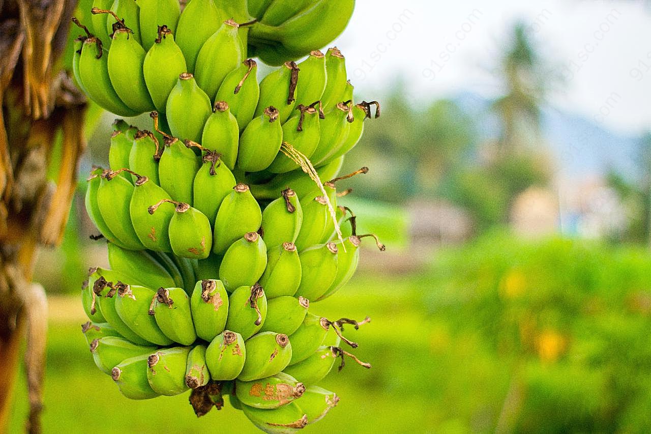 未成熟米蕉图片水果