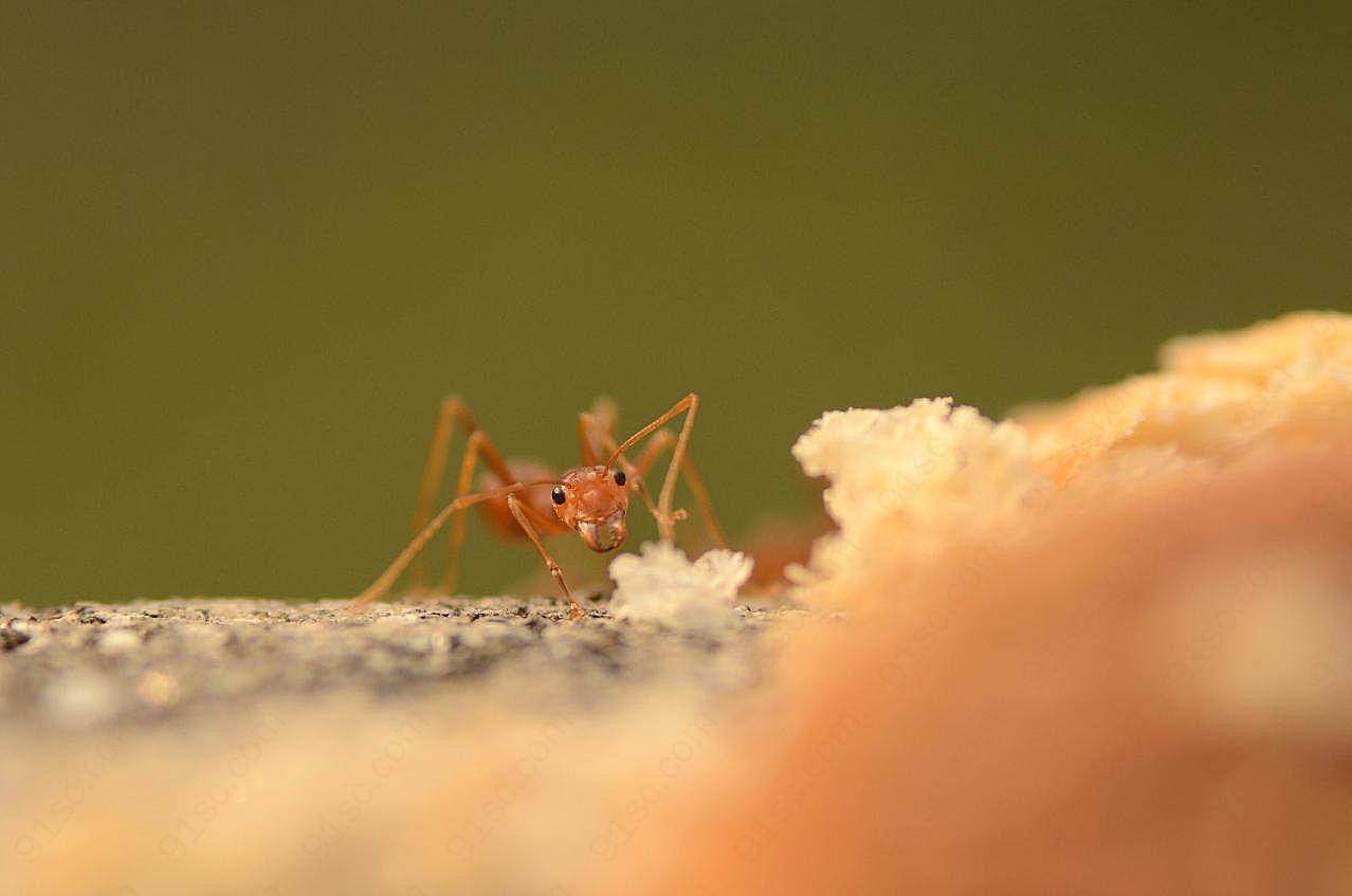 小巧的蚂蚁图片生物摄影