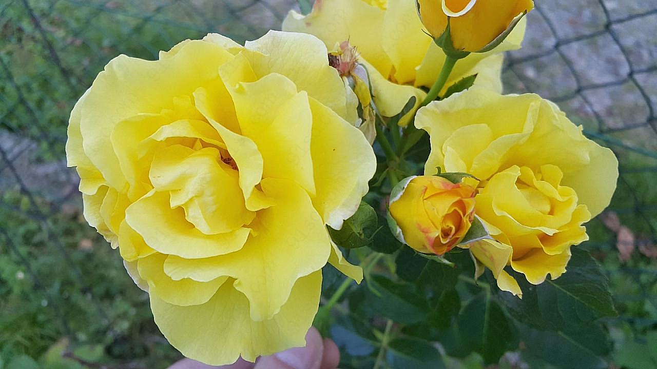 黄朵图片玫瑰花