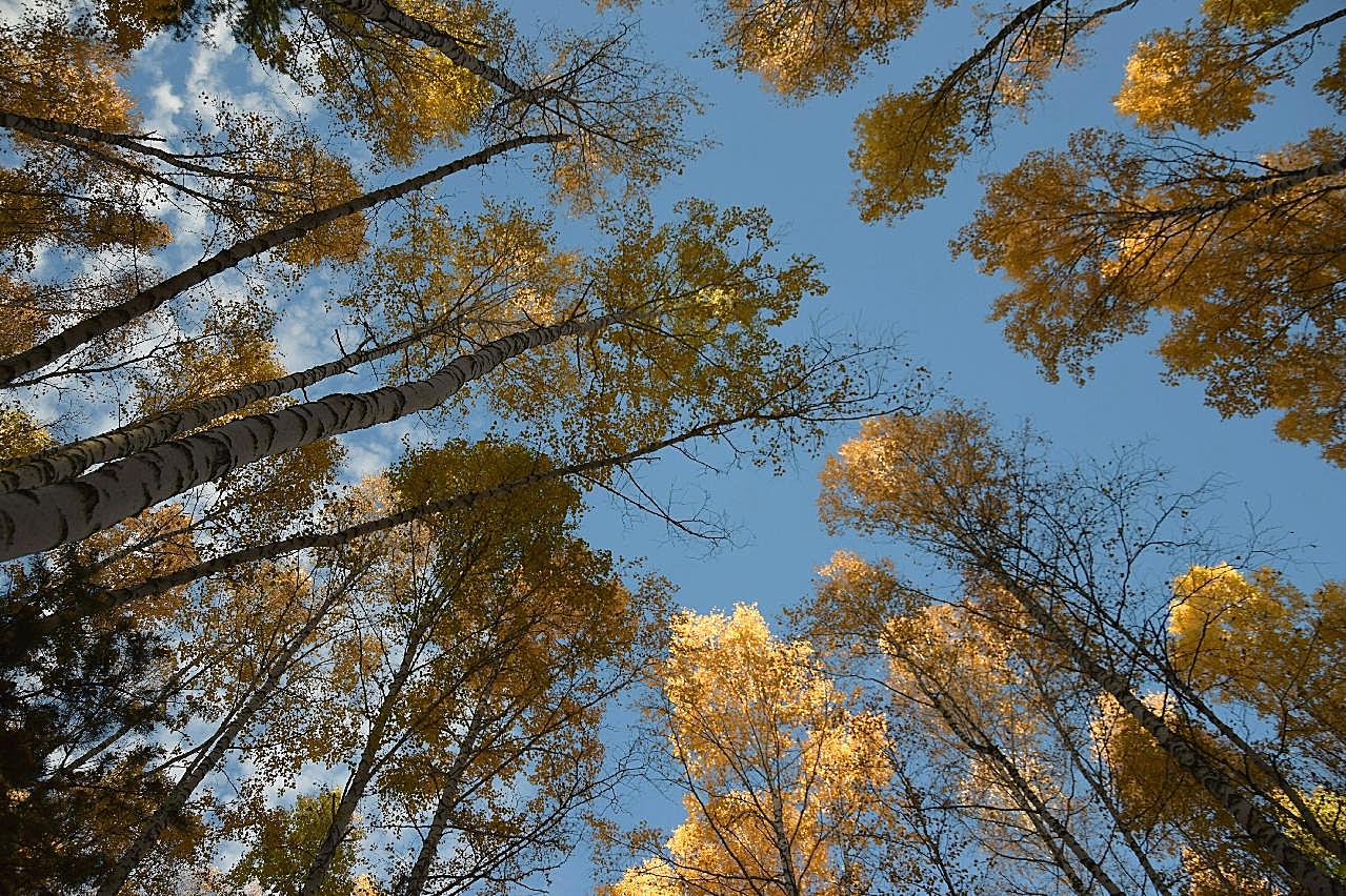 鸟瞰秋季森林树木图片自然风景