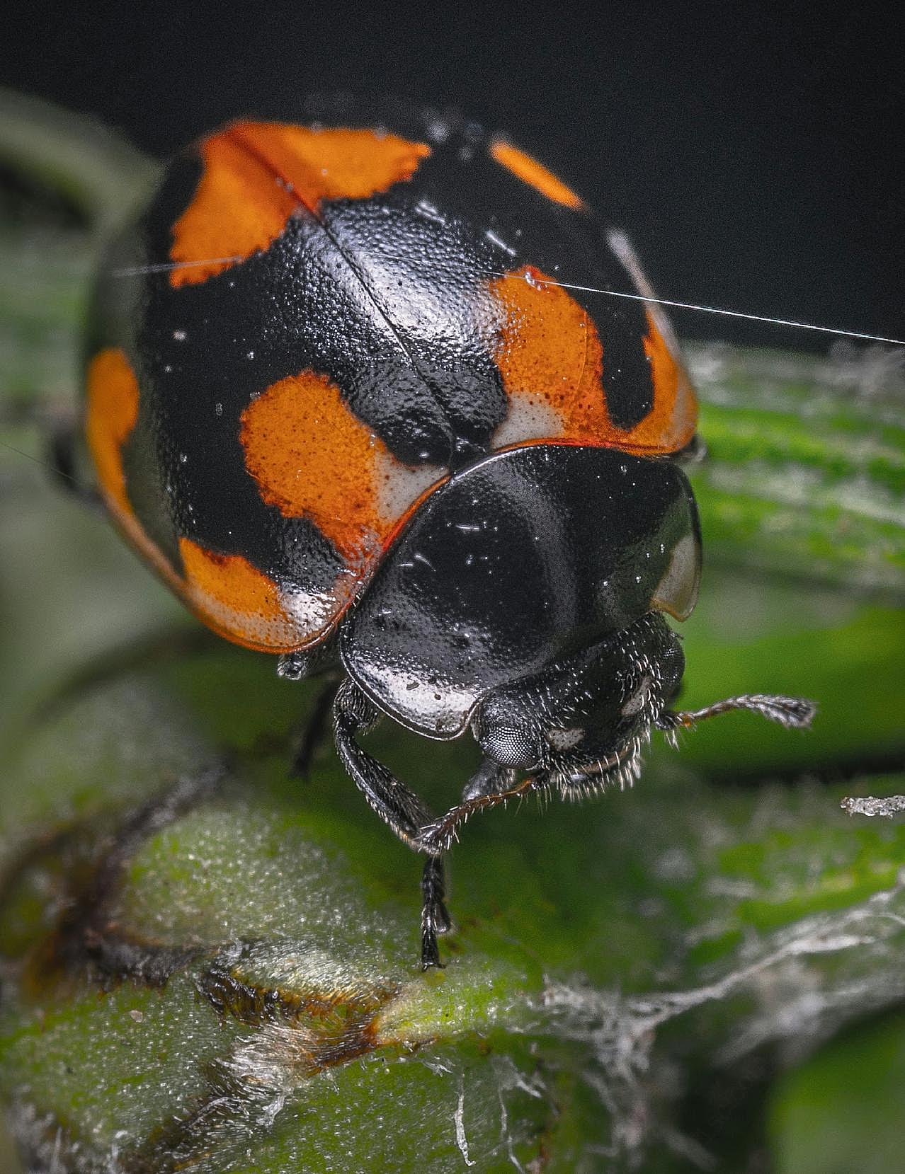 八条瓢虫图片摄影生物