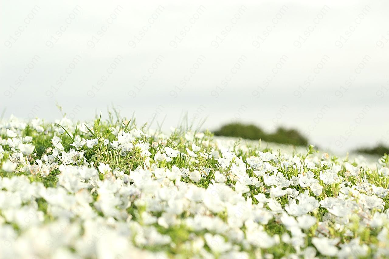 漫山遍野的白花图片摄影高清