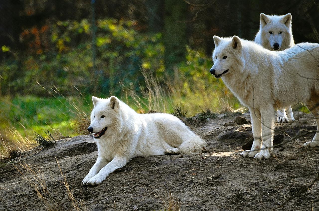 白狼群图片摄影