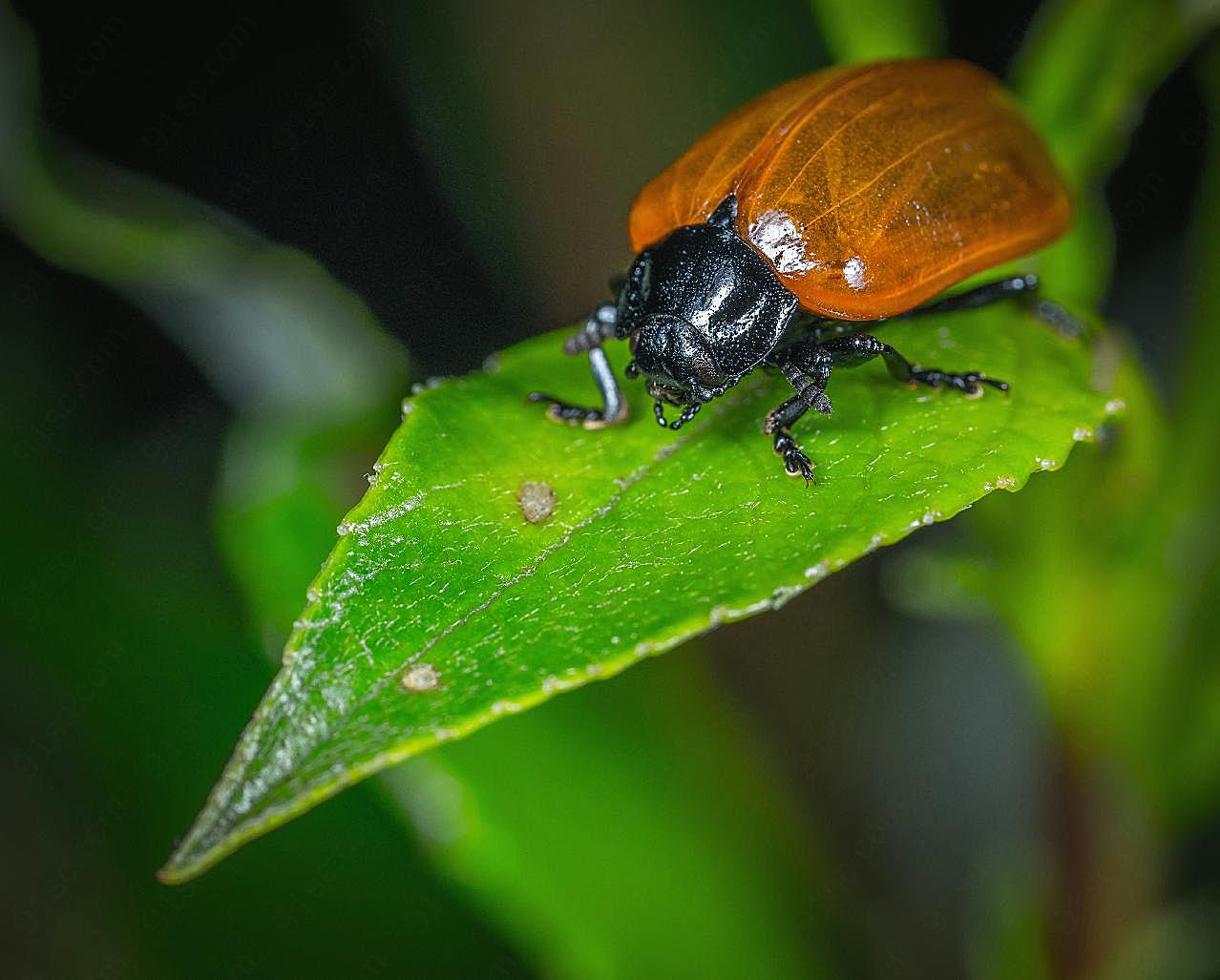 高清甲虫摄影图片昆虫