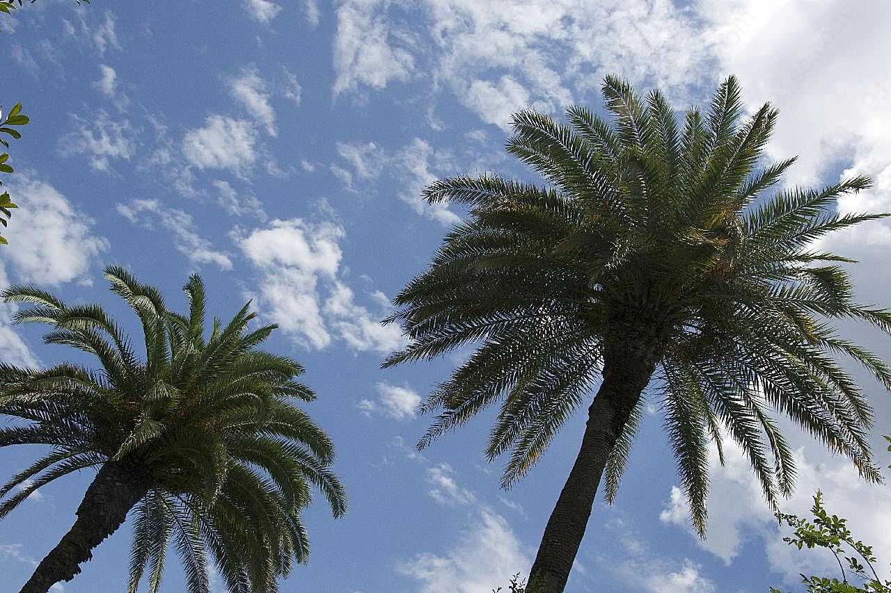 蓝天下鸟瞰棕榈树图片树林
